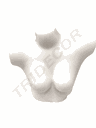 Busto Superior de Mujer Color Blanco